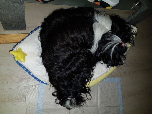 Lisha im Baby-Mond