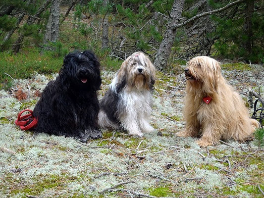 Dänemark 2015 - Yeshi, Milka und Bya-ra im Dünenwald