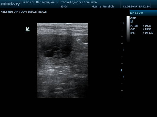 Ultraschall J-Wurf am 12.04.2019: eines von mind. 6 Babys ♥