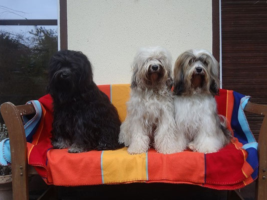 13.12.15 - Besuch von Fiona - Yeshi, Fiona und Milka