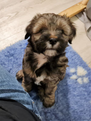 Mylo