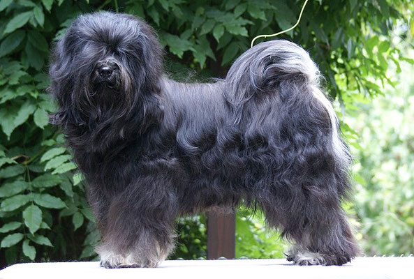 Yeshi - Tibet-Terrier-Deckrüde - 11.8.16