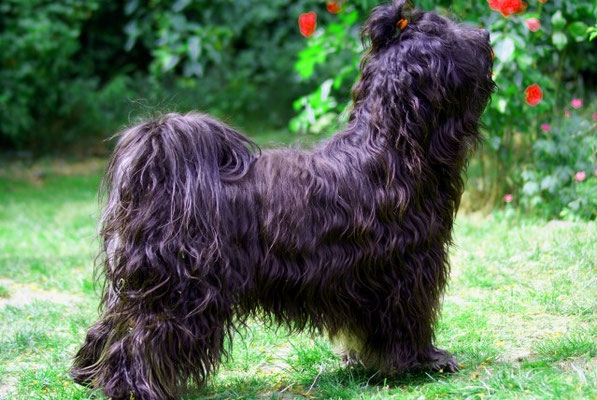 Tibet-Terrier Rüde Yeshi im Juni 2015