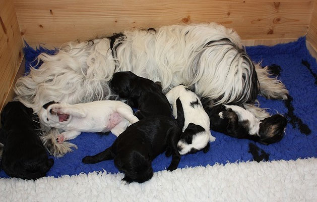 An-Dha-Na-I-Wurf - 4 Wochen alt - alle 6 und Mama Sunya