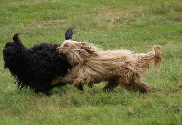 Yeshi und die wilde Oma Bya-ra