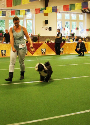 Klubschau Werl 2015 - Anja mit Lisha im Ring