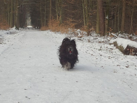 Yeshi unterwegs im Winterwald - Januar 2016
