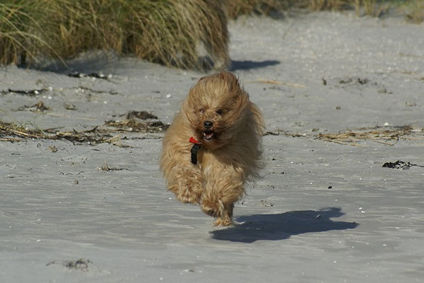 Dänemark 2015 - Wilde Oma Bya-ra am Strand