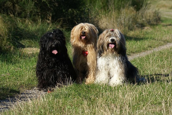 Dänemark 2015 - Yeshi, Bya-ra und Milka on Tour