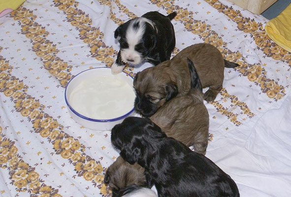 G-Wurf - 3 Wochen alt - First meal!