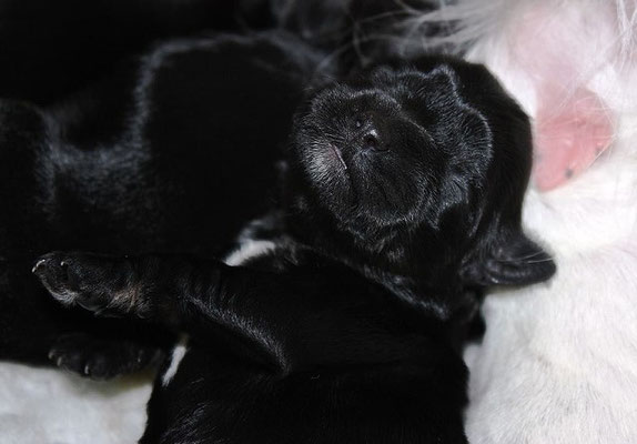 An-Dha-Na-I-Wurf - Hündin, black-and-tan, mit etwas Weiß, Name: In-Sa