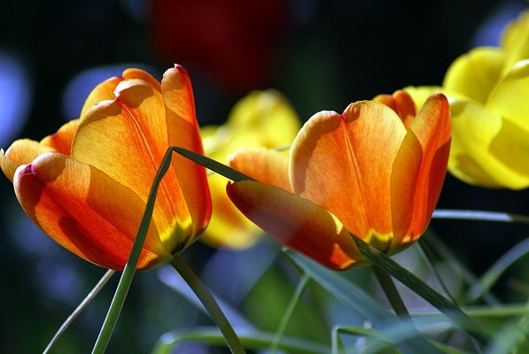 Tulpen in unserem Garten