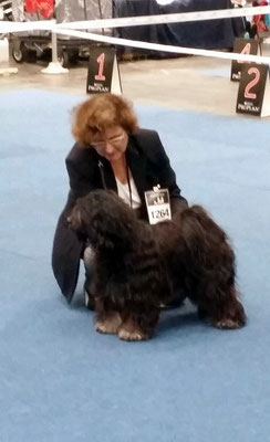 CACIB Hannover 25.10.2015 - Yeshi - Offene Klasse Rüden