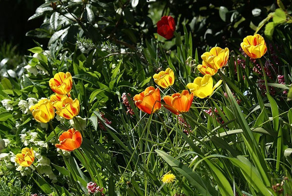 Tulpen in unserem Garten