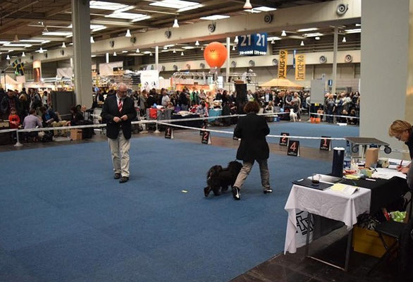 CACIB Hannover 25.10.2015 - Yeshi - Offene Klasse Rüden