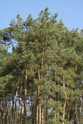 Kiefernwald