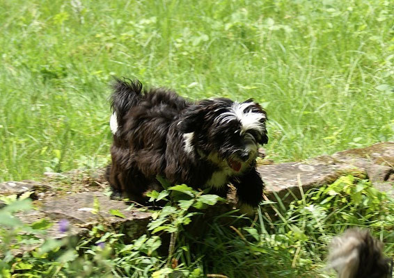 19.7.15 - Wanderung zur Villa Rustica - Lisha on Tour