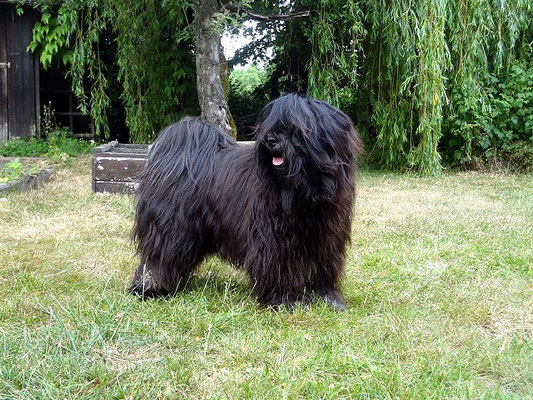 Yeshi nach dem Bad mit Le Pooch im Garten - Juni 2015