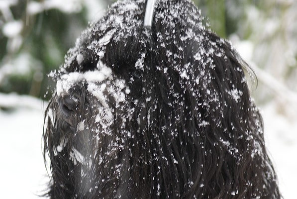 Yeshi - So sieht man aus wenn man im Schnee abtaucht wie sonst im Bach, Egal, alles Wasser! 