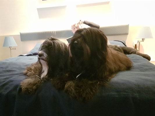 Abendliche Entspannung im Hotel: die Jungs schauen Sport ☺