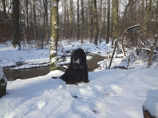 Yeshi im verschneiten Wald