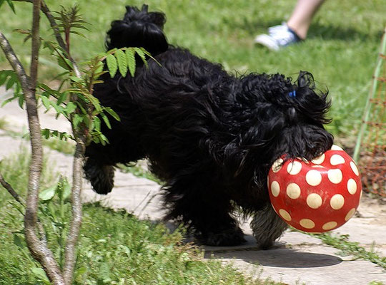 Tibet-Terrier Rüde Yeshi im Mai 2015