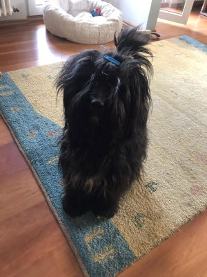 Pepper (1)