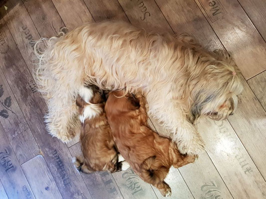 Kleine Familie - 9 Wochen