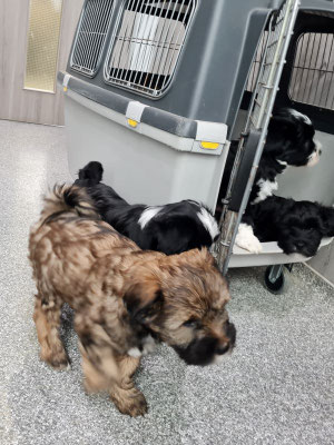 Jetzt nix wie los, besonders die Schnürsenkel der Tierärztin sind spannend heute!