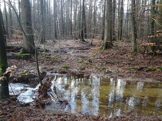 Spaziergang nach dem großen Regen im Februar 2016