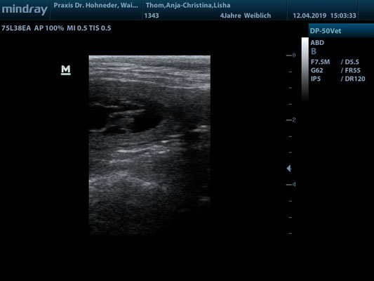 Ultraschall J-Wurf am 12.04.2019: eines von mind. 6 Babys ♥