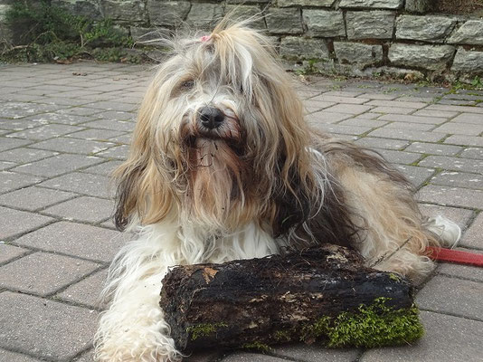 Geschafft! Das schwere Holz hat Milka ganz alleine nach Hause getragen.