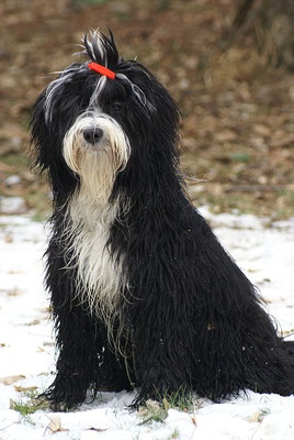 Hübscher Mihu