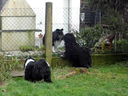 Yeshi - ein Flirt am Gartenzaun