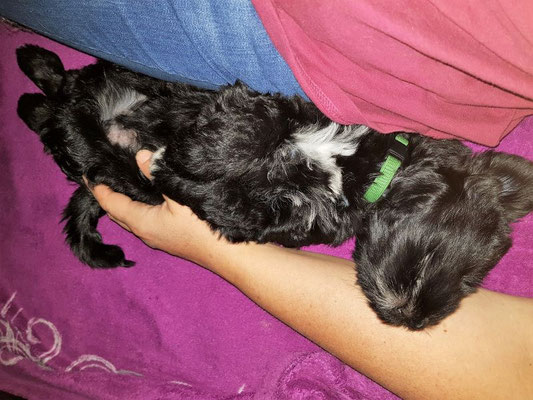 Pepper