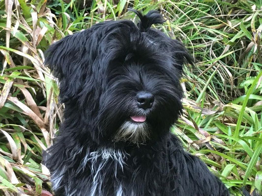 Jinpa