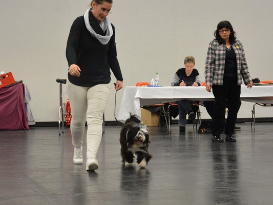 CACIB Nürnberg 2016 - Lisha
