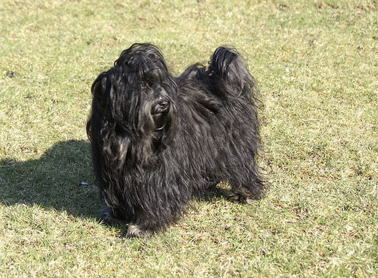 Srinagar Danda Fu-Yeshi Black Jewel - Februar 2018