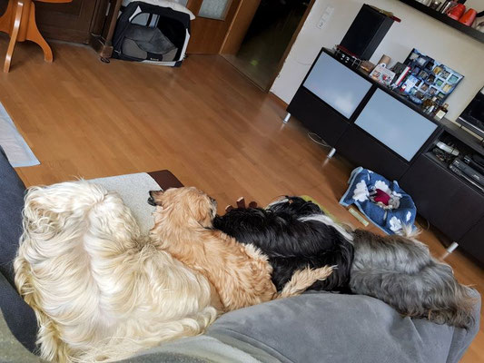 Müde ausgepackt und gespielt kuscheln sich alle vier Mädchen an Frauchen ♥