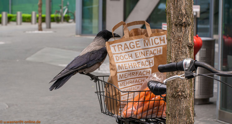 Dohle beim Einkaufen  - gesehen in Berlin Potsdamer Platz