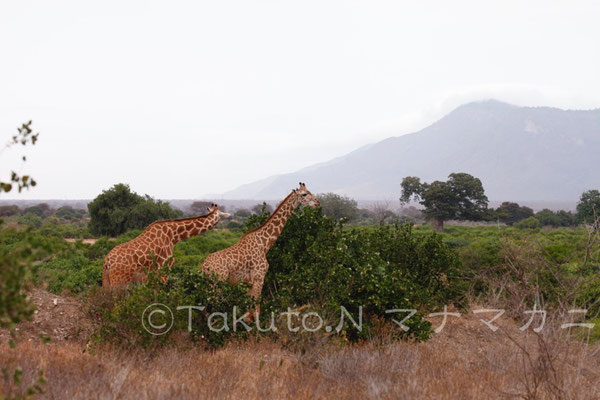 左見て。　(Tsavo East NP)