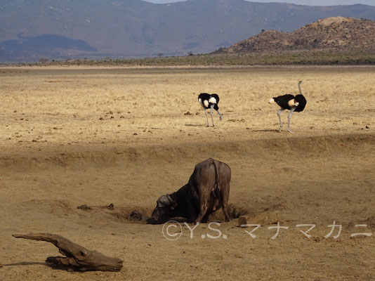 小さな水場で水を飲むバッファロー。向こうにオスのダチョウがいる。　(Tsavo East NP)