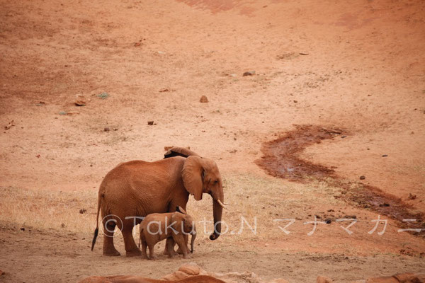 水場に入れてもらえず追い払われたゾウの親子。ゾウの世界もいろいろあるようだ。　(Tsavo East NP)