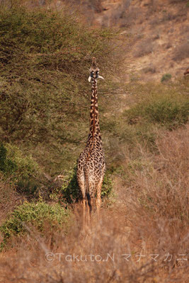 精一杯首を伸ばしていた若いキリン。早く大きくなるといいね。　(Tsavo East NP)