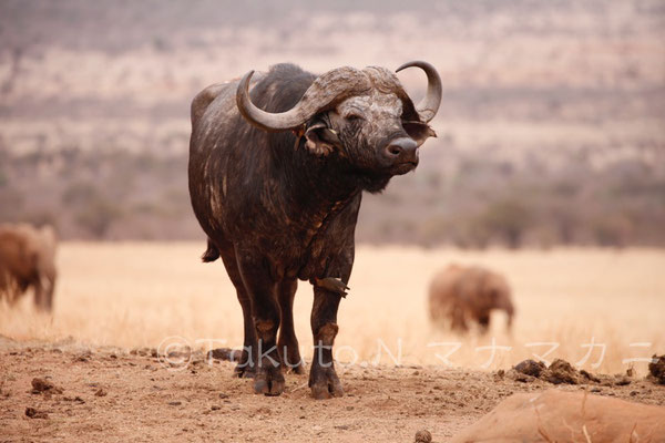 バッファローがいる水場にあとからゾウがやってきた。　(Tsavo East NP)