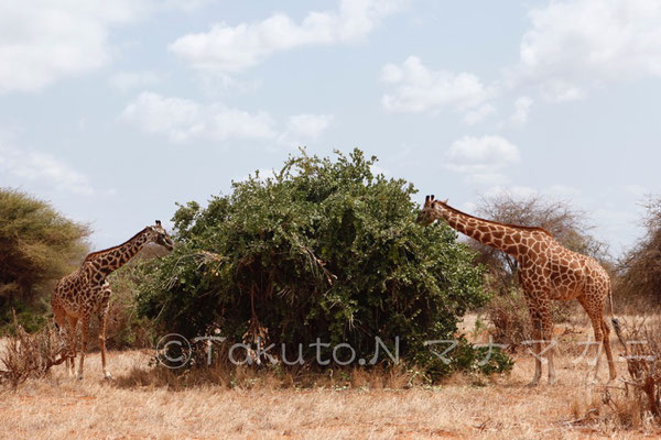 上にある葉が食べられるのはキリンの特権。　(Tsavo East NP)