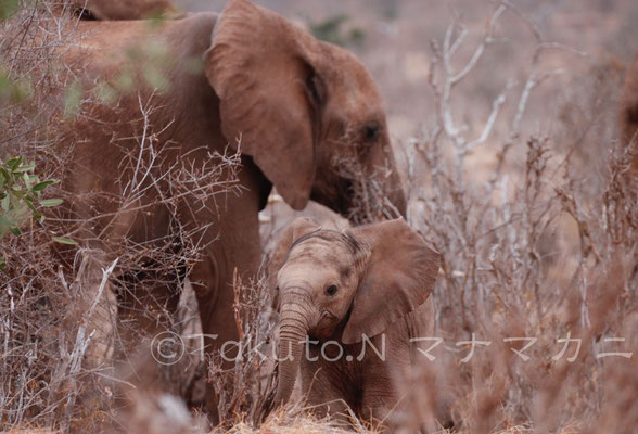 まだ産まれて間もないのかもしれない。体色が薄く、産毛がたくさん生えていた子ゾウ。　(Tsavo East NP)