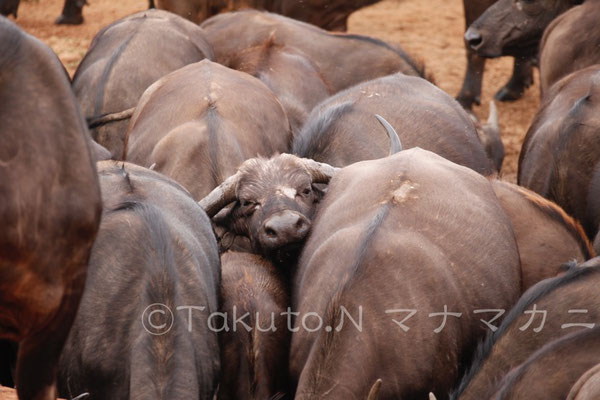 東京の電車で朝晩これを体験している人も多いだろう。　(Tsavo West NP)