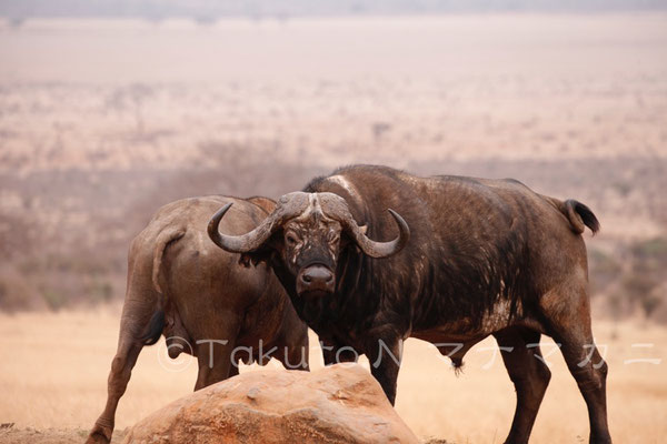 「オス同士で何が悪い」とでも言いたげだ。　(Tsavo East NP)