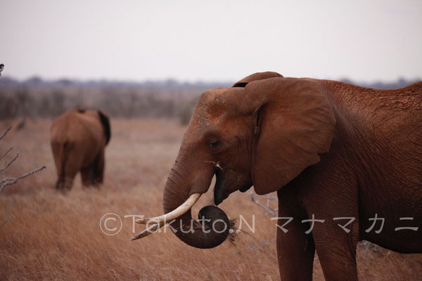 「食事がおいしくて笑っている」ように見えてしまう。　(Tsavo East NP)